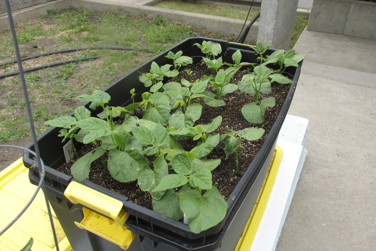 container beans.JPG