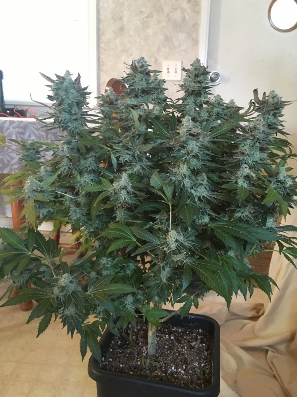 Cookies Kush (13).JPG