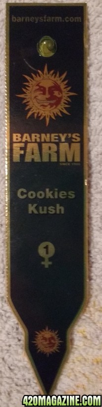 Cookies Kush (Barney's Farm)