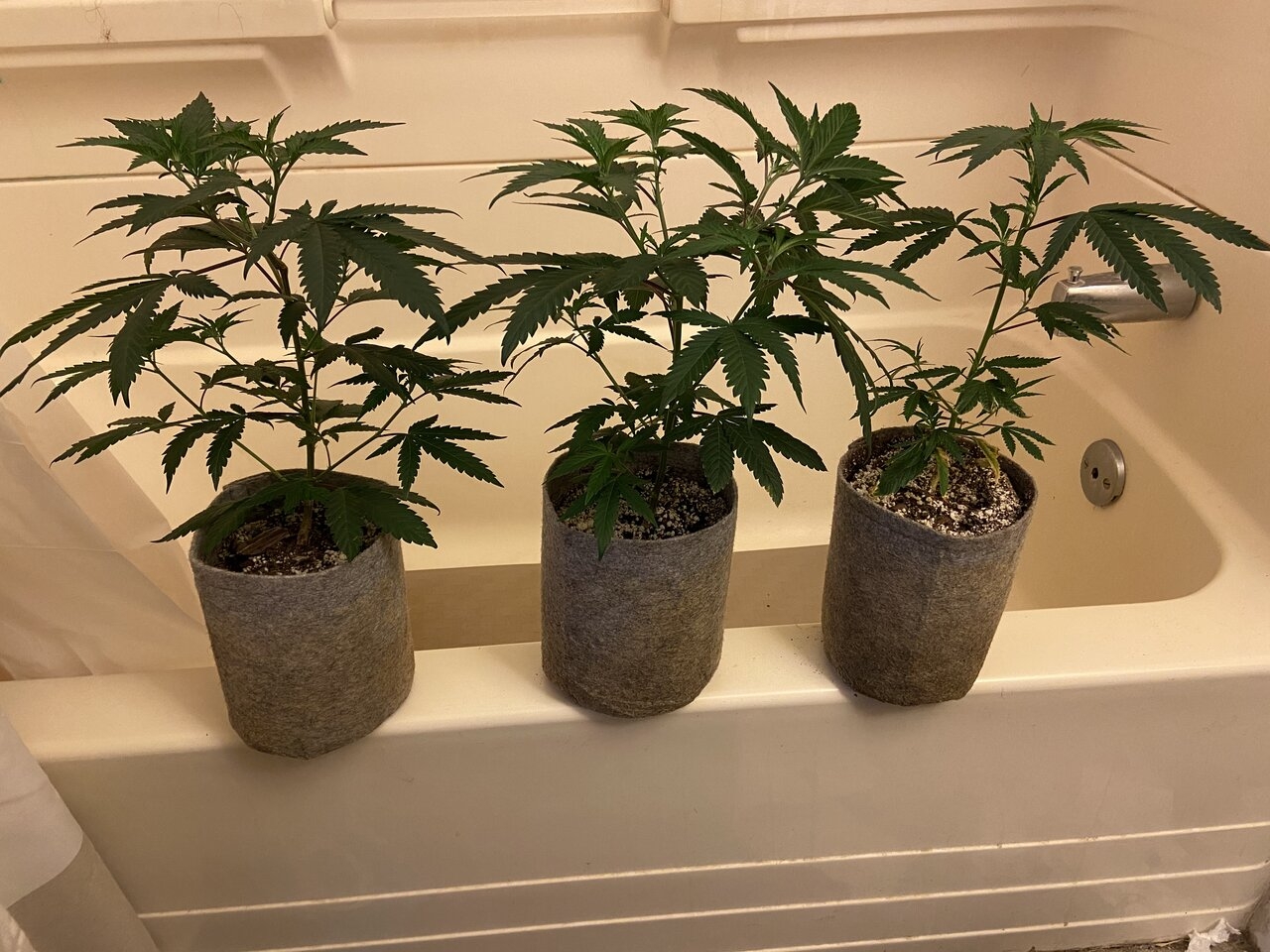 Cookies n Chem clones