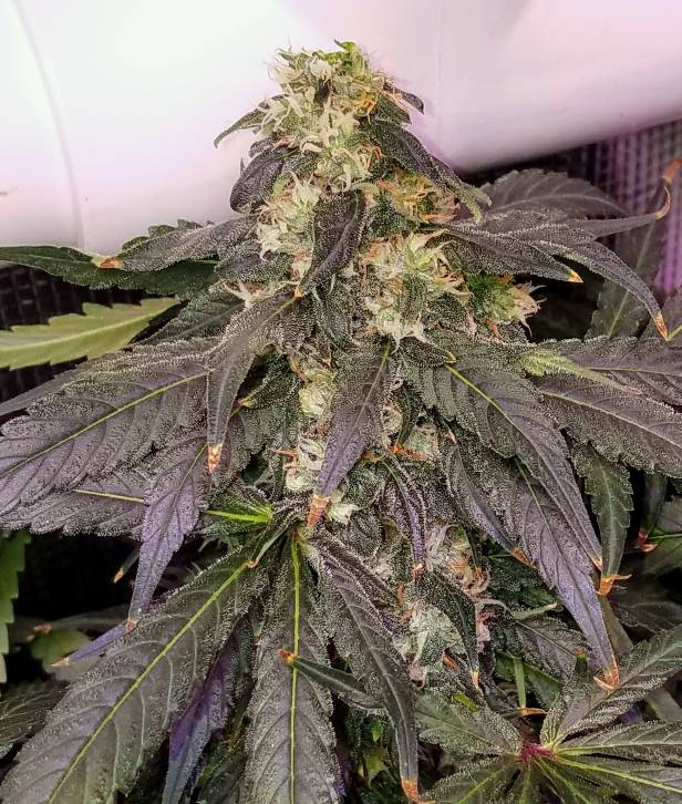 Cookies &quot;Catalina&quot; Kush