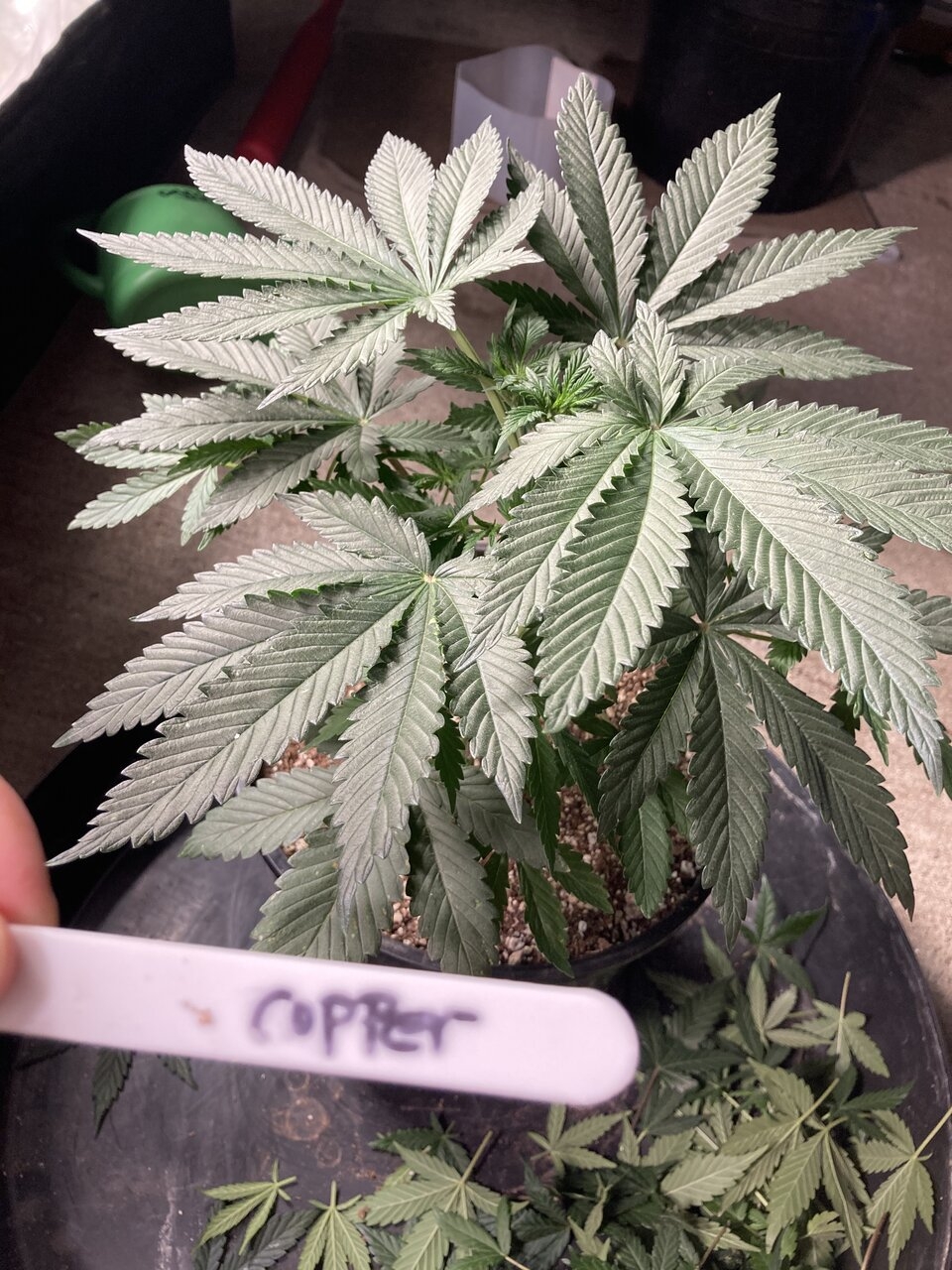 Copper Chem from Greenpoint Seeds