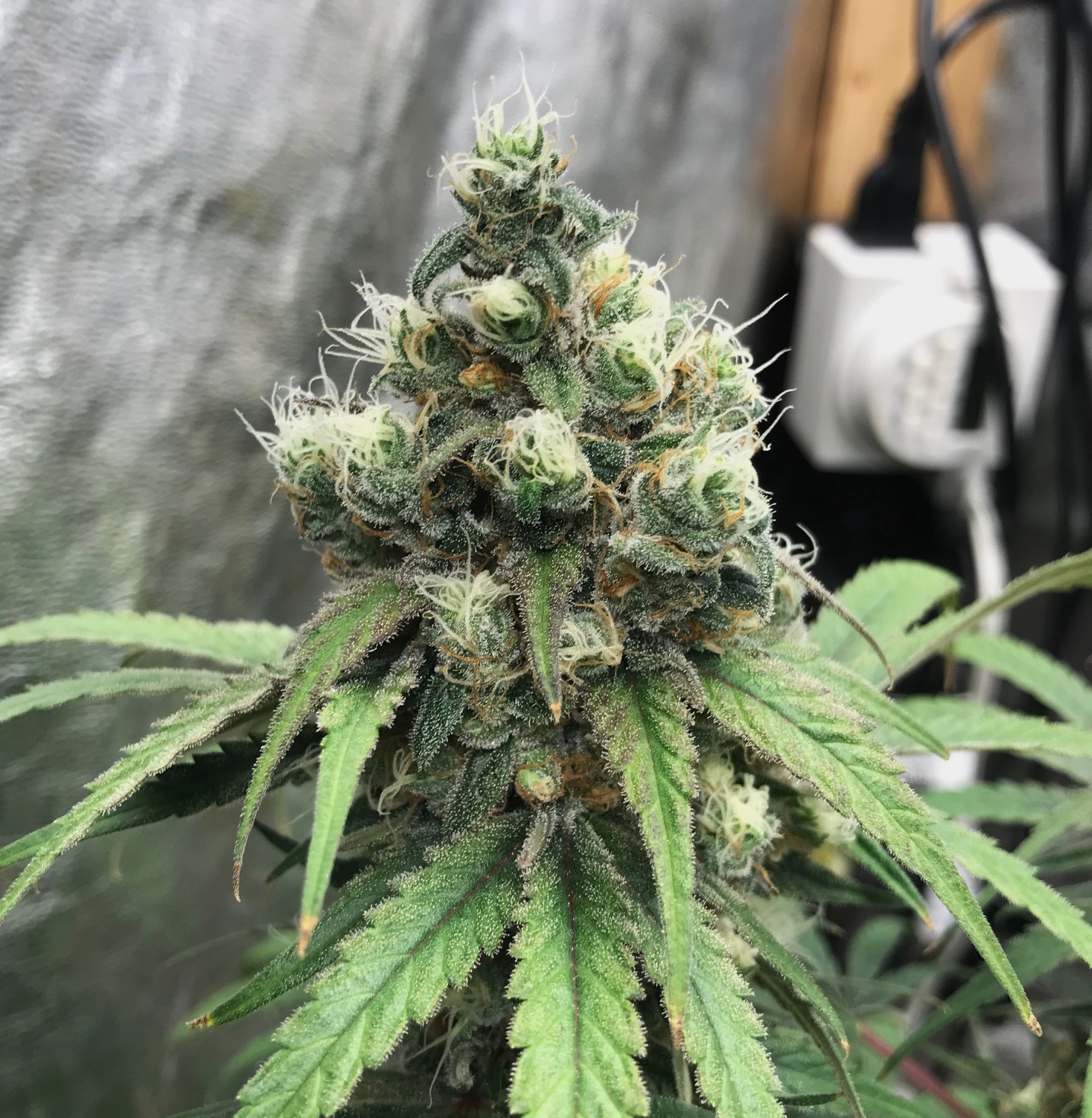 Copy 1-18-24 F53 bud.jpg