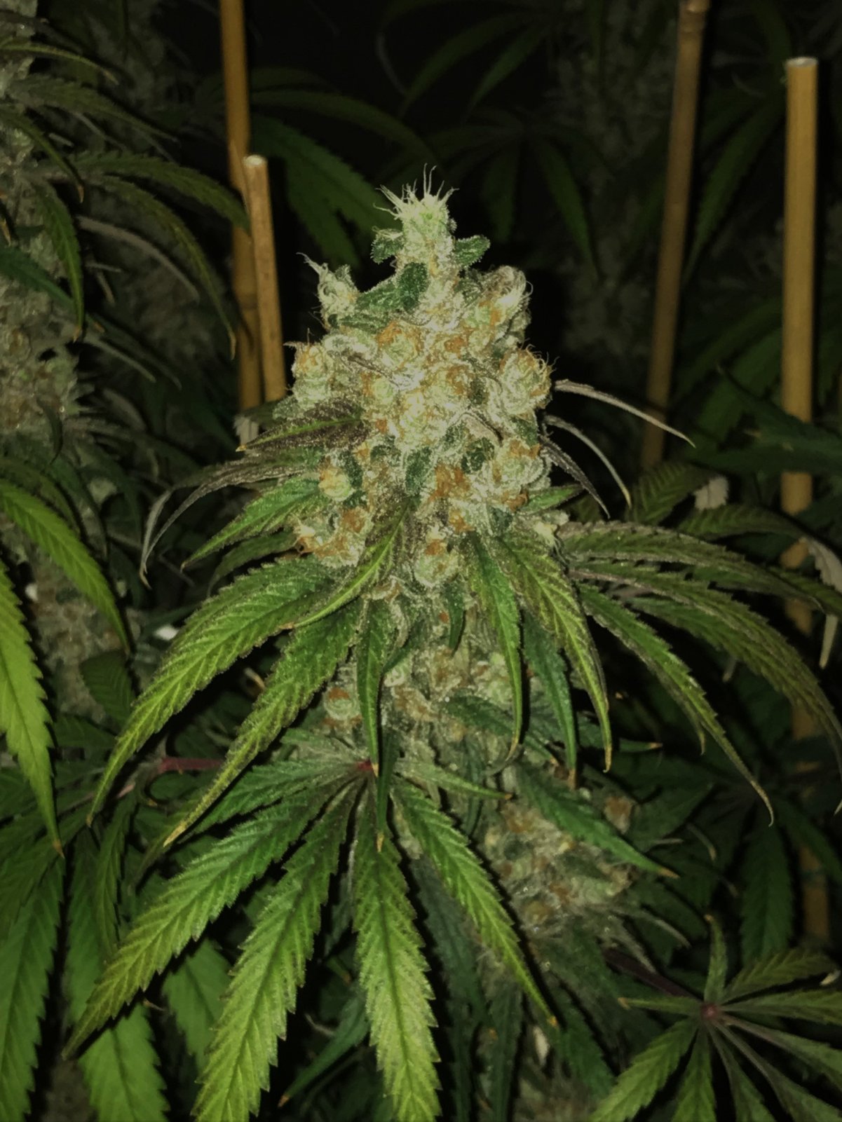 Copy 1-25-24 F60 bud.jpg