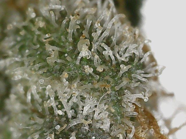 Copy 2-22-24 F 88 trichs (1).jpg