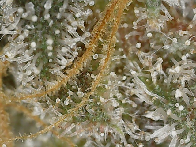 Copy 2-22-24 F 88 trichs (2).jpg