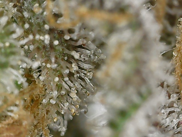 Copy 2-22-24 F 88 trichs (3).jpg