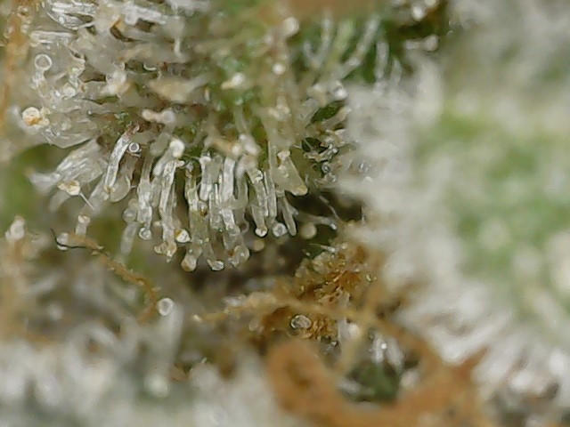 Copy 2-22-24 F 88 trichs (4).jpg