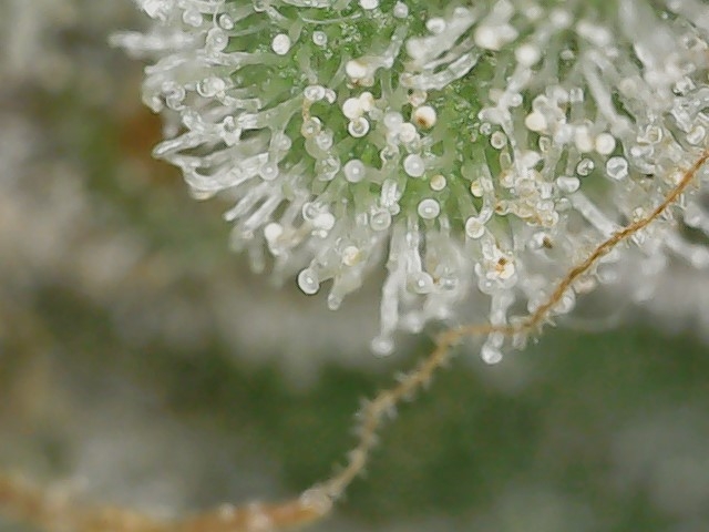 Copy 2-22-24 F 88 trichs (6).jpg