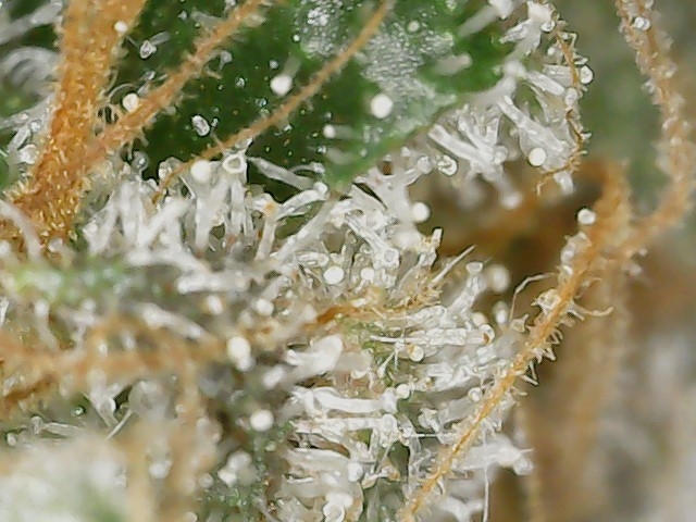 Copy 2-22-24 F 88 trichs (7).jpg