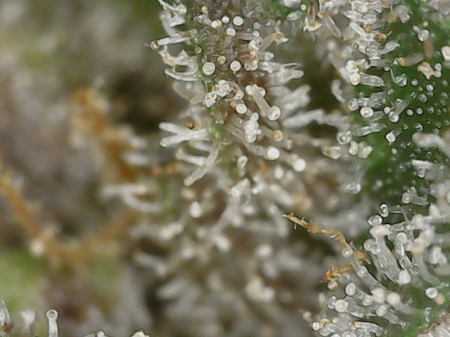 Copy 2-29-24 F 95 trichs (1).jpg