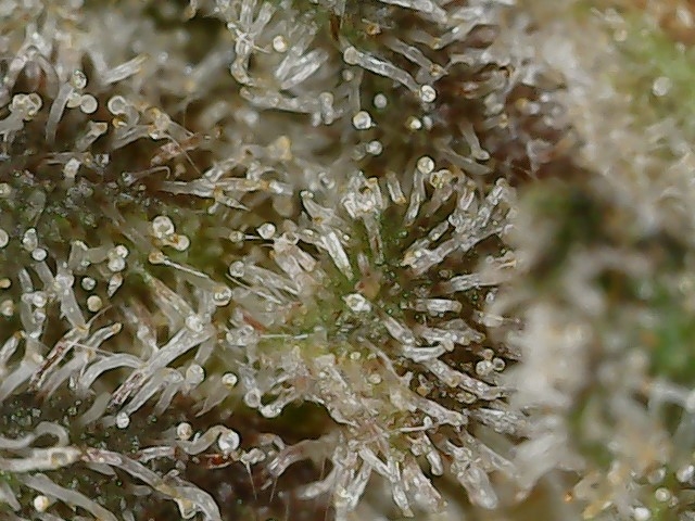 Copy 2-29-24 F 95 trichs (5).jpg