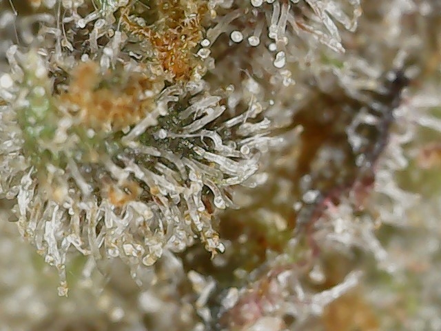 Copy 2-29-24 F 95 trichs (6).jpg