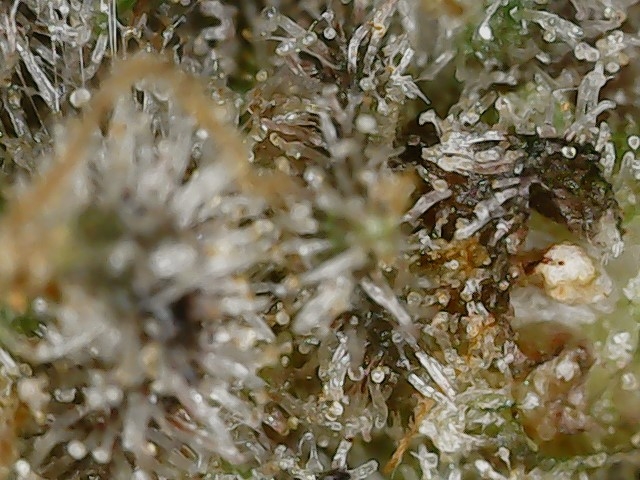 Copy 2-29-24 F 95 trichs (7).jpg