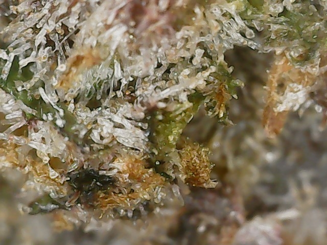 Copy 3-7-24 F113 END trichs (1).jpg