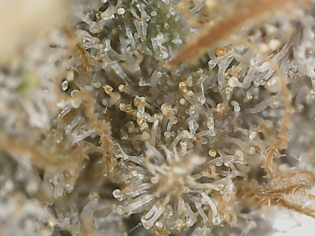 Copy 3-7-24 F113 END trichs (2).jpg