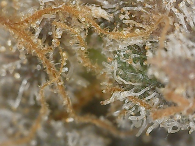 Copy 3-7-24 F113 END trichs (3).jpg