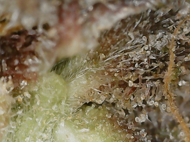 Copy 3-7-24 F113 END trichs (4).jpg