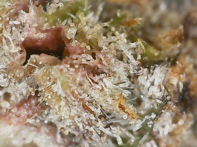 Copy 3-7-24 F113 END trichs (5).jpg