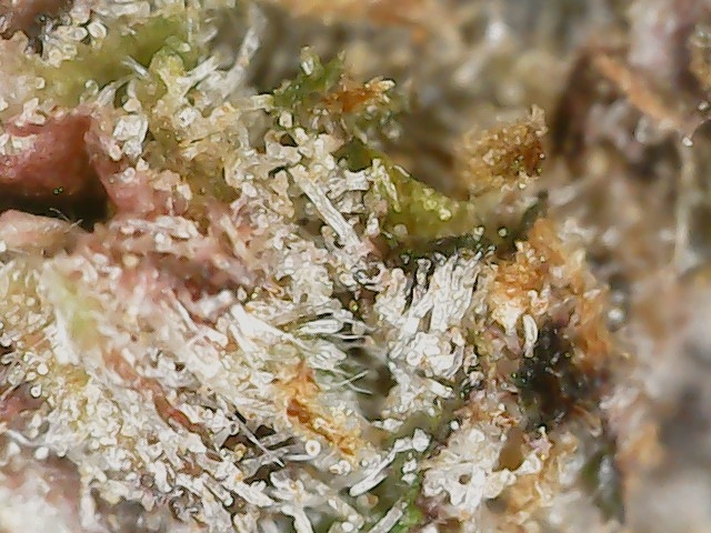 Copy 3-7-24 F113 END trichs (6).jpg