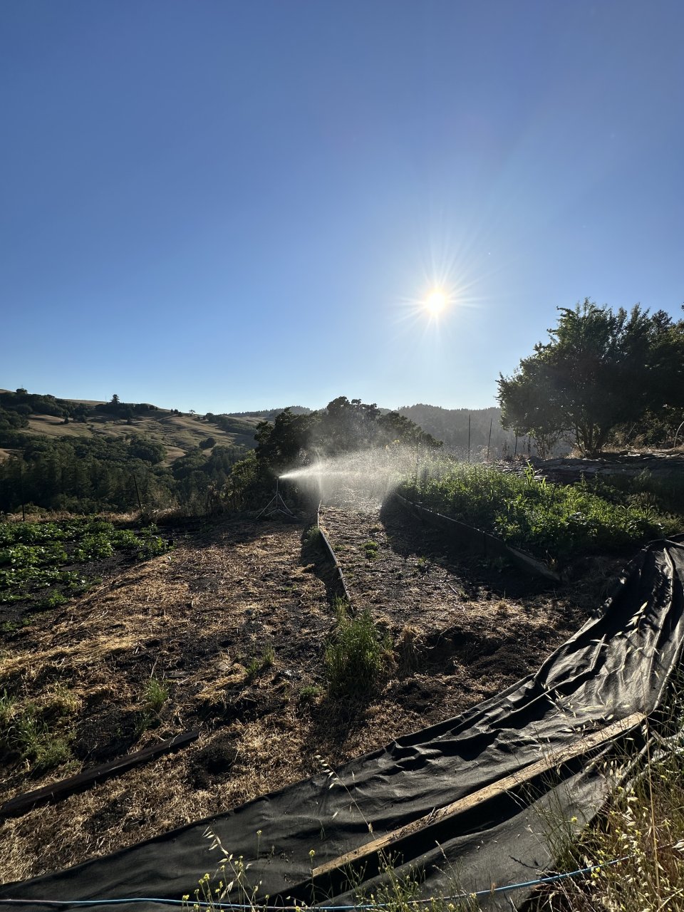 Corn patch/ veggie garden