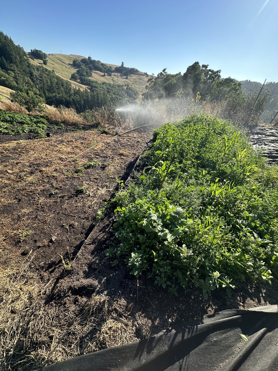 Corn patch/ veggie garden