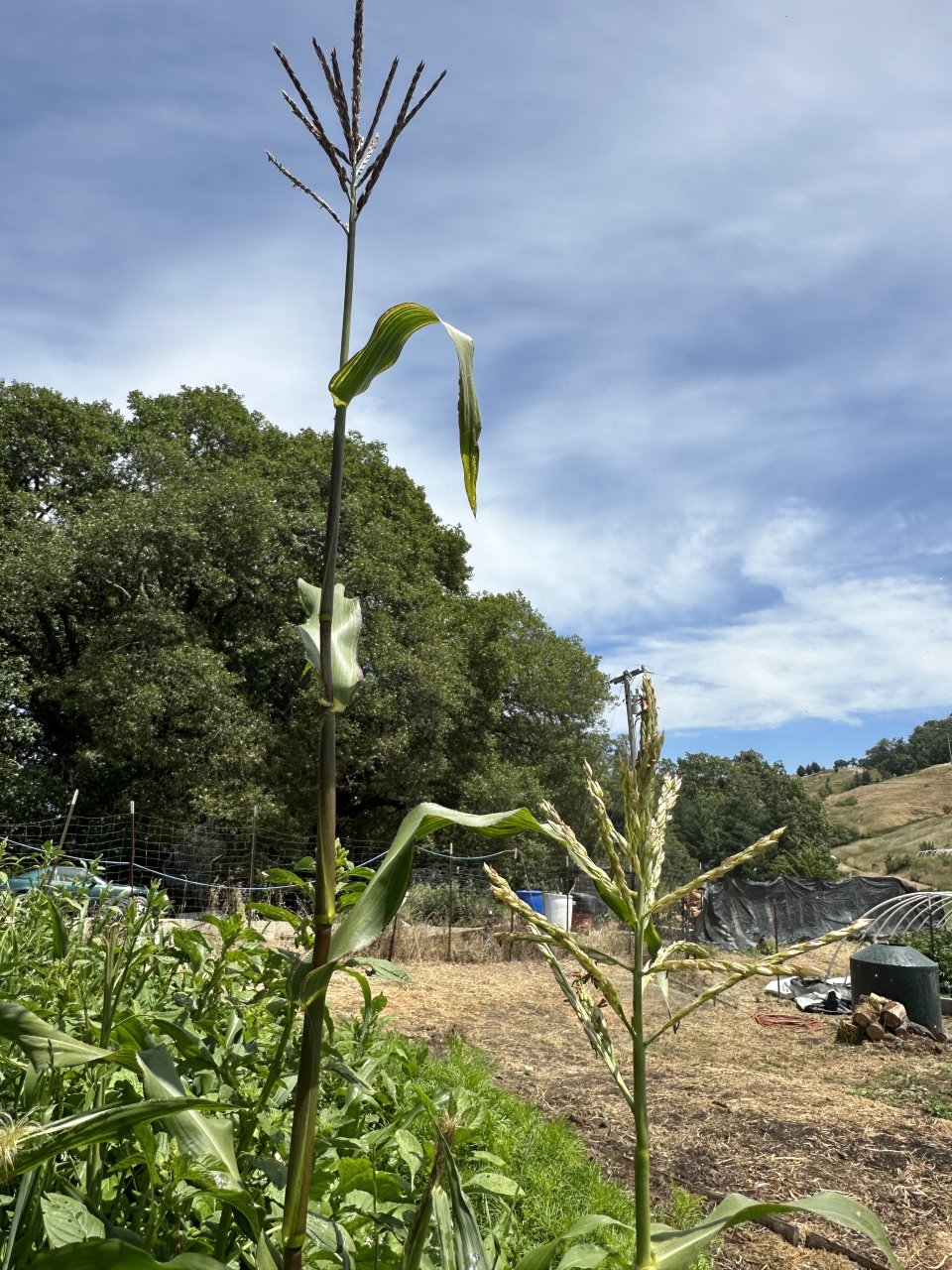 Corn patch