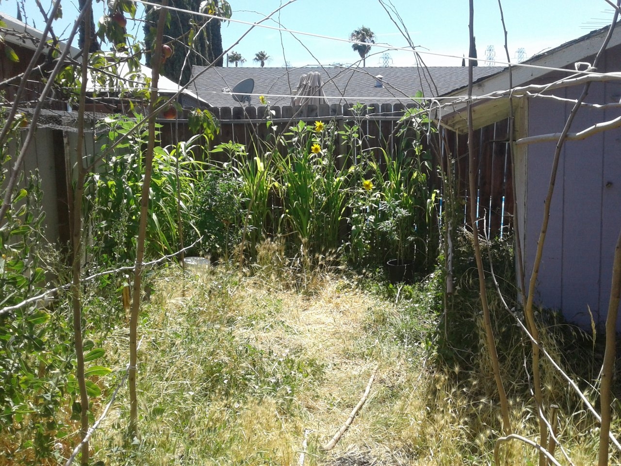 Corn, sunflowers,cannabis