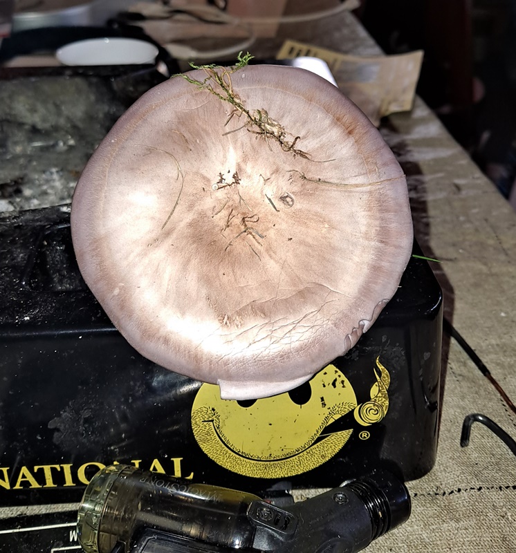 Cortinarius Purpurascens 10-05a-23.jpg