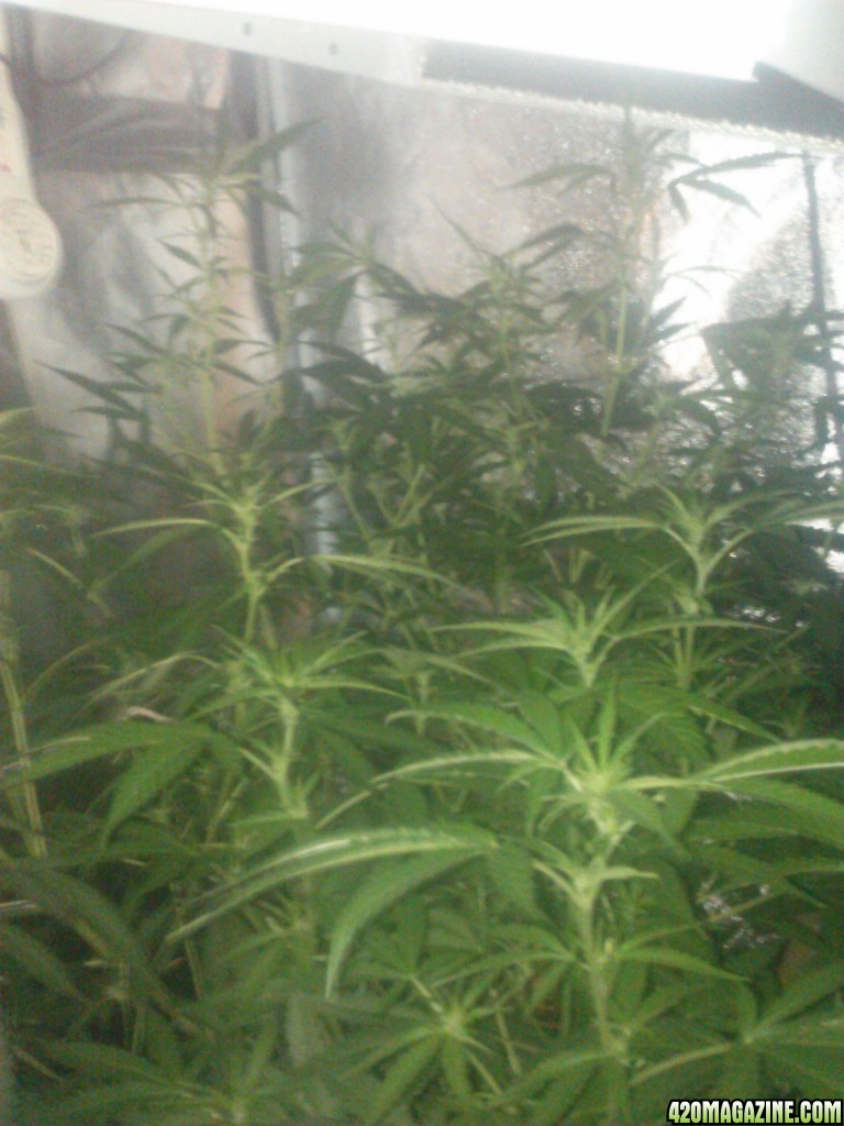 cotc black gold-cash crop week 2 flowering