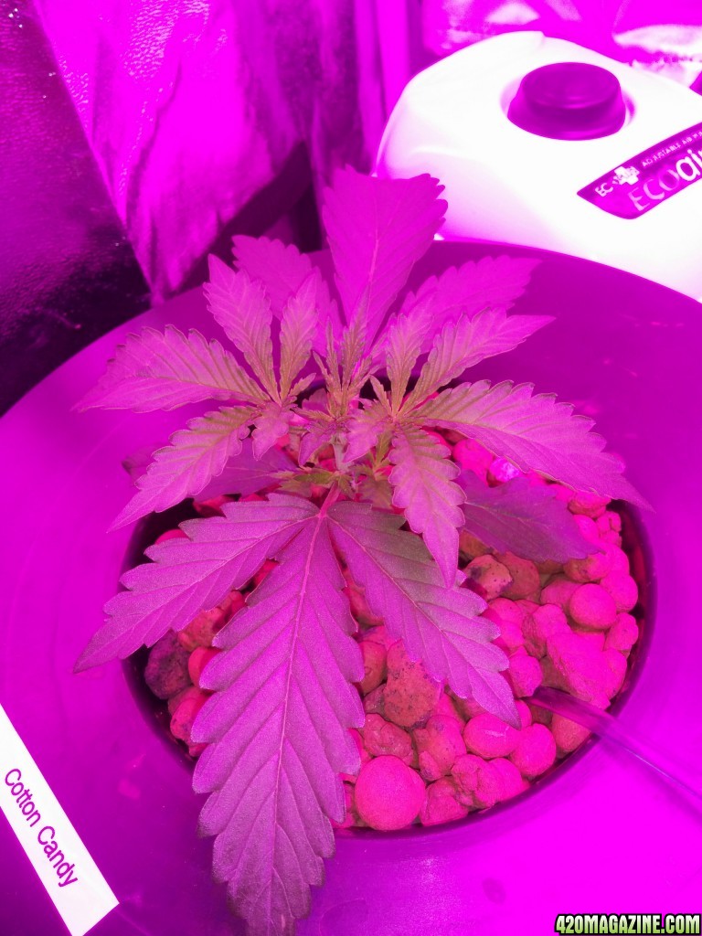 Cotton Candy - Day 17