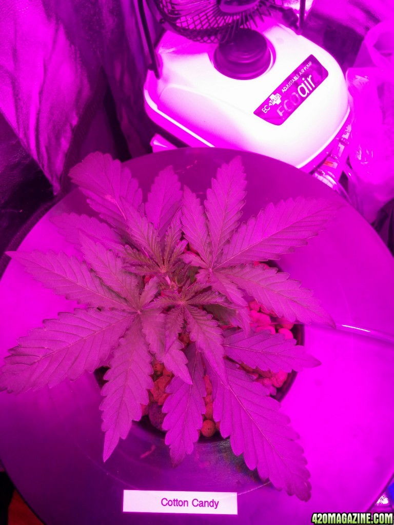 Cotton Candy - Day 18