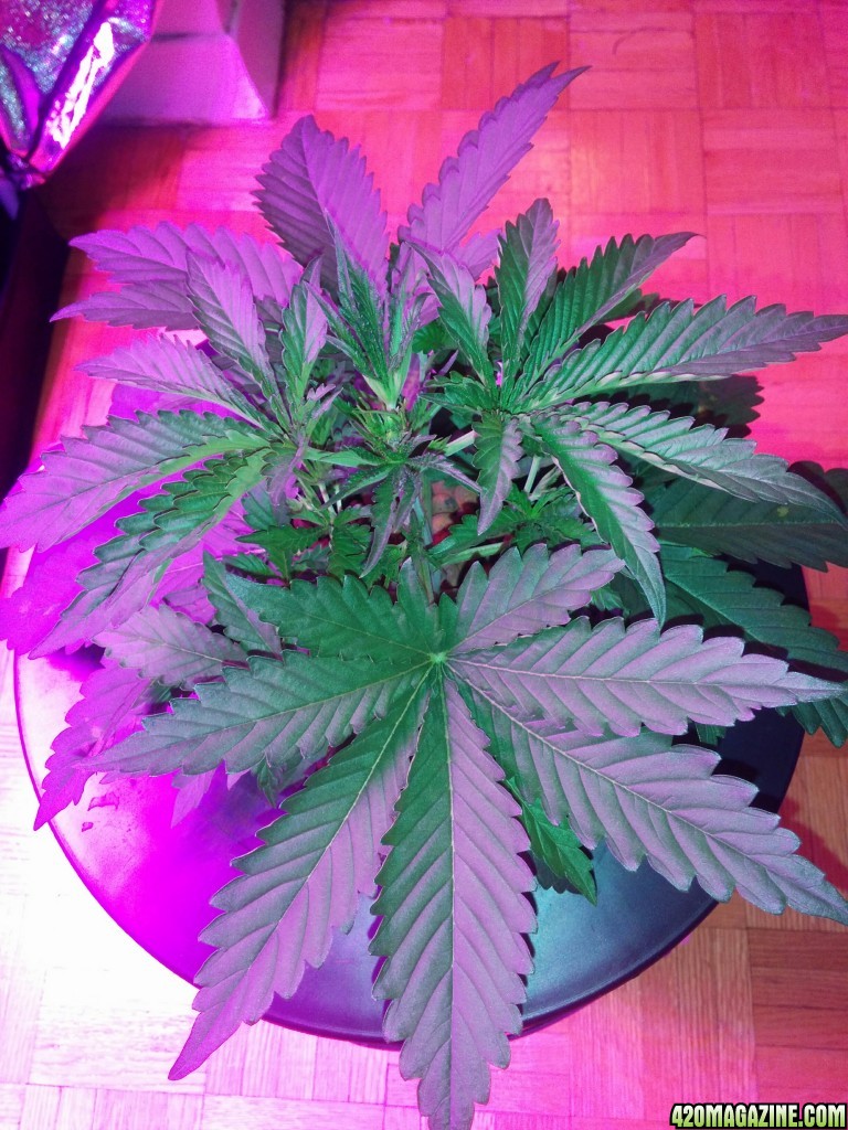 Cotton Candy - Day 20