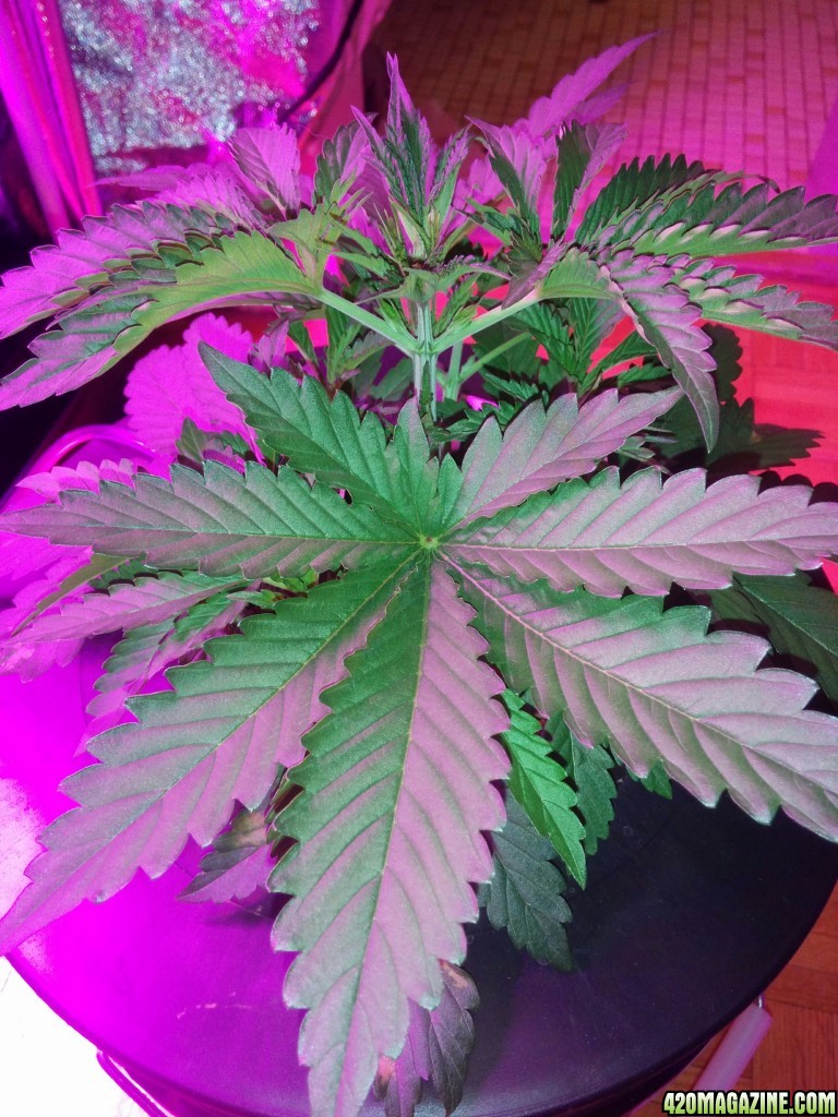 Cotton Candy - Day 20