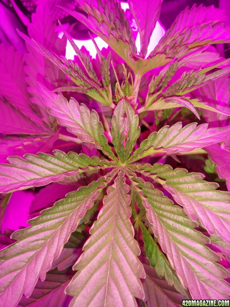 Cotton Candy - Day 20