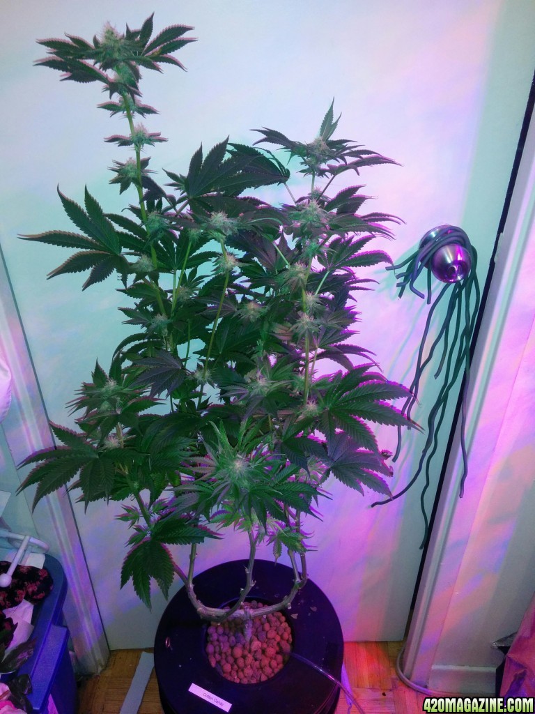 Cotton Candy Day 86