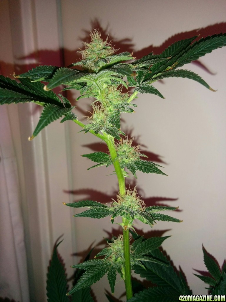 Cotton Candy Day 86