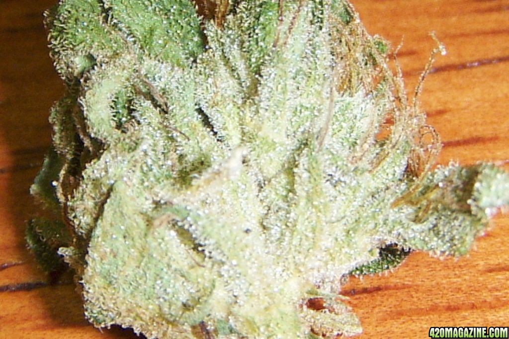 COTTON CANDY KUSH!