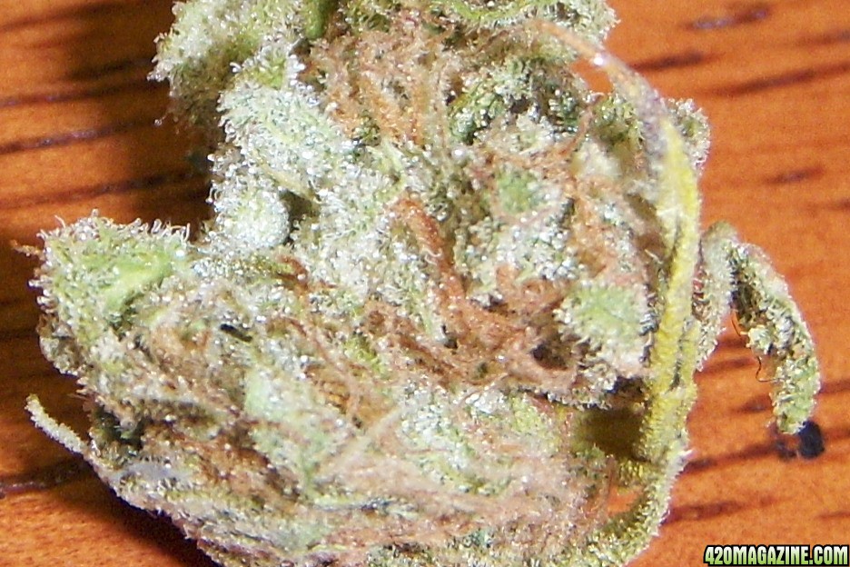 COTTON CANDY KUSH!