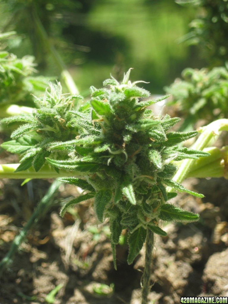 Cotton Candy / outdoor / pre-harvest