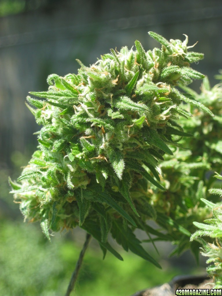 Cotton Candy / outdoor / pre-harvest