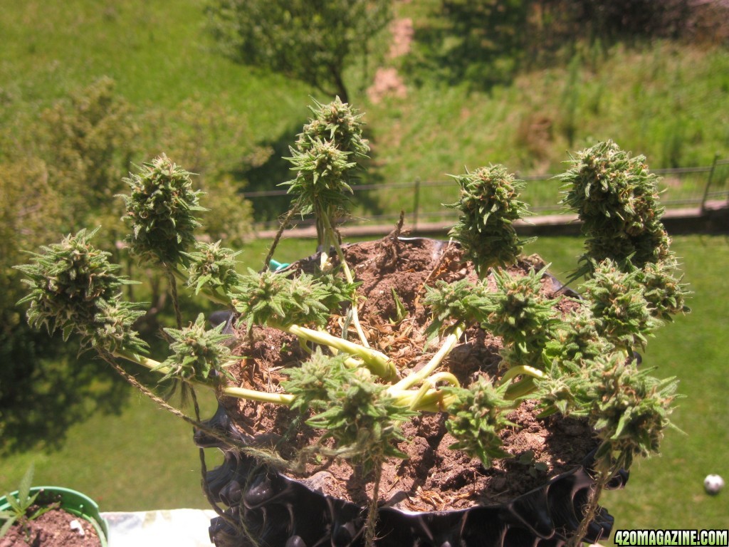 Cotton Candy / outdoor / pre-harvest