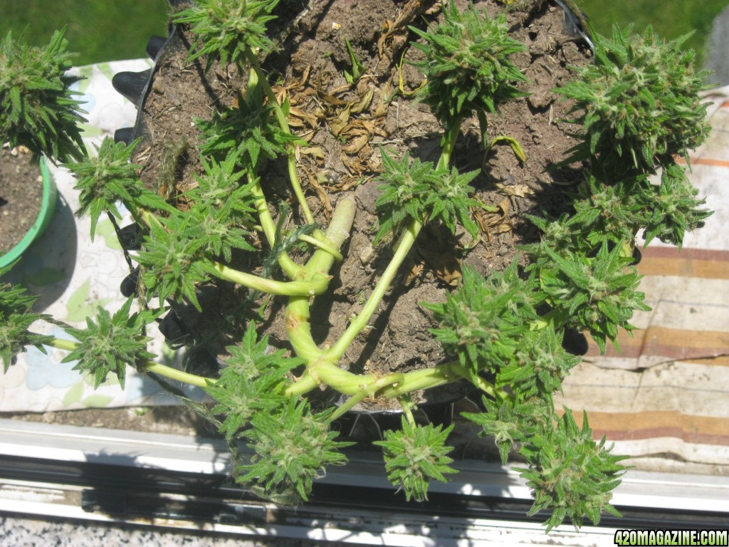 Cotton Candy / outdoor / pre-harvest