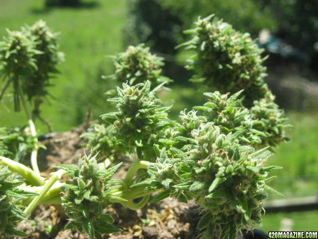 Cotton Candy / outdoor / pre-harvest