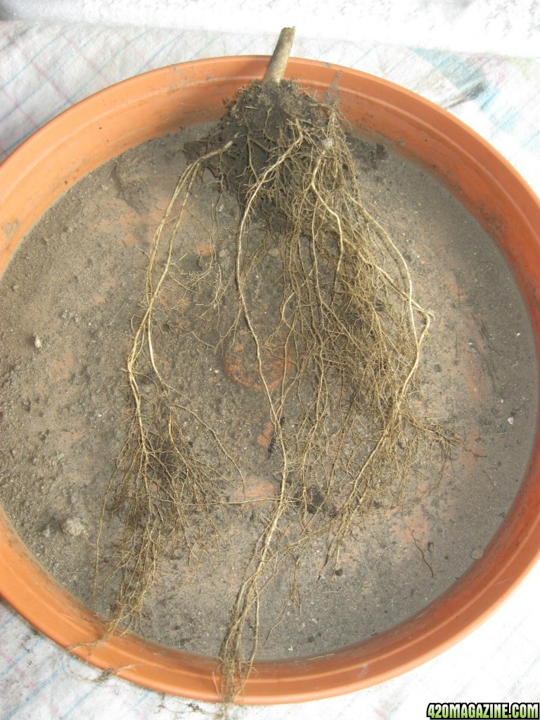 Cotton Candy's root / outdoor / harvest day