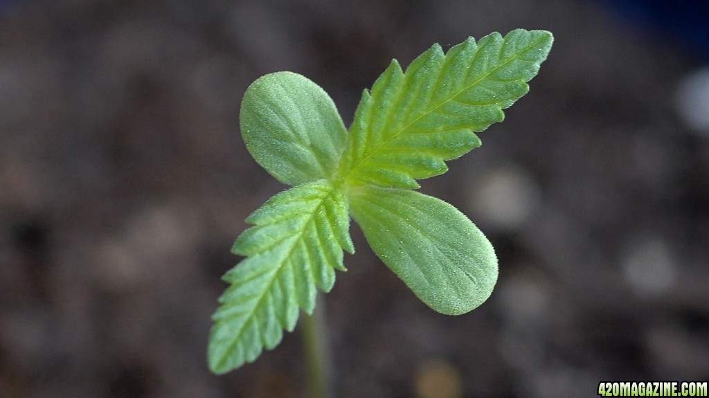 Cotyledons