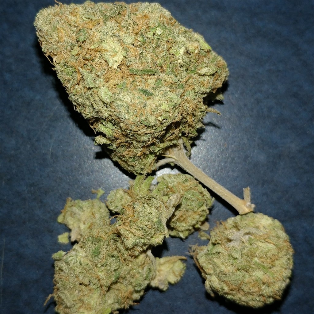 could-shashamane-sativa-be-the-rare-lambs-bread.jpg