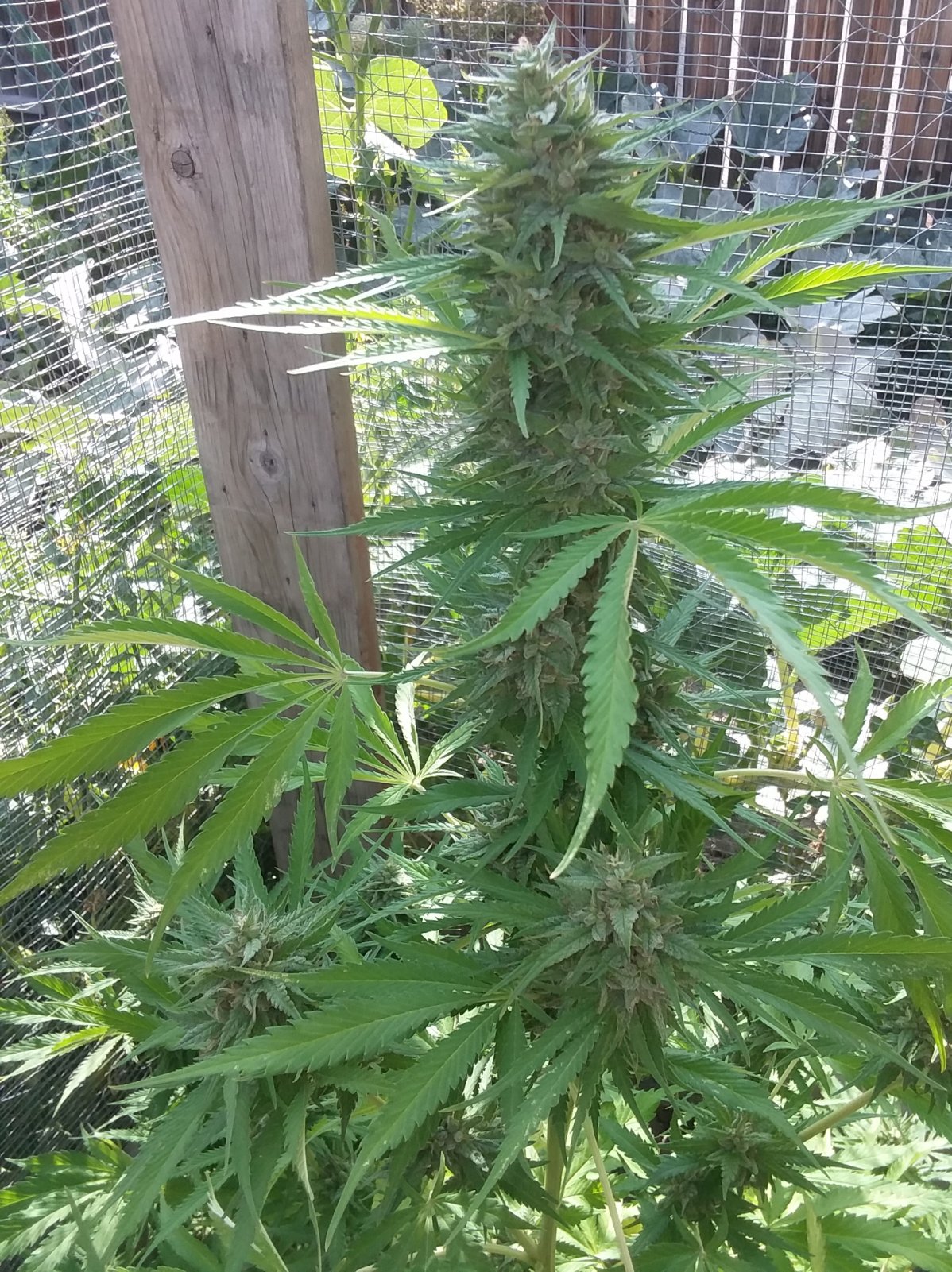 CP-Journal-Seedsman-PGC-Fem-44 - S00 - Blinky with Seeds.jpg