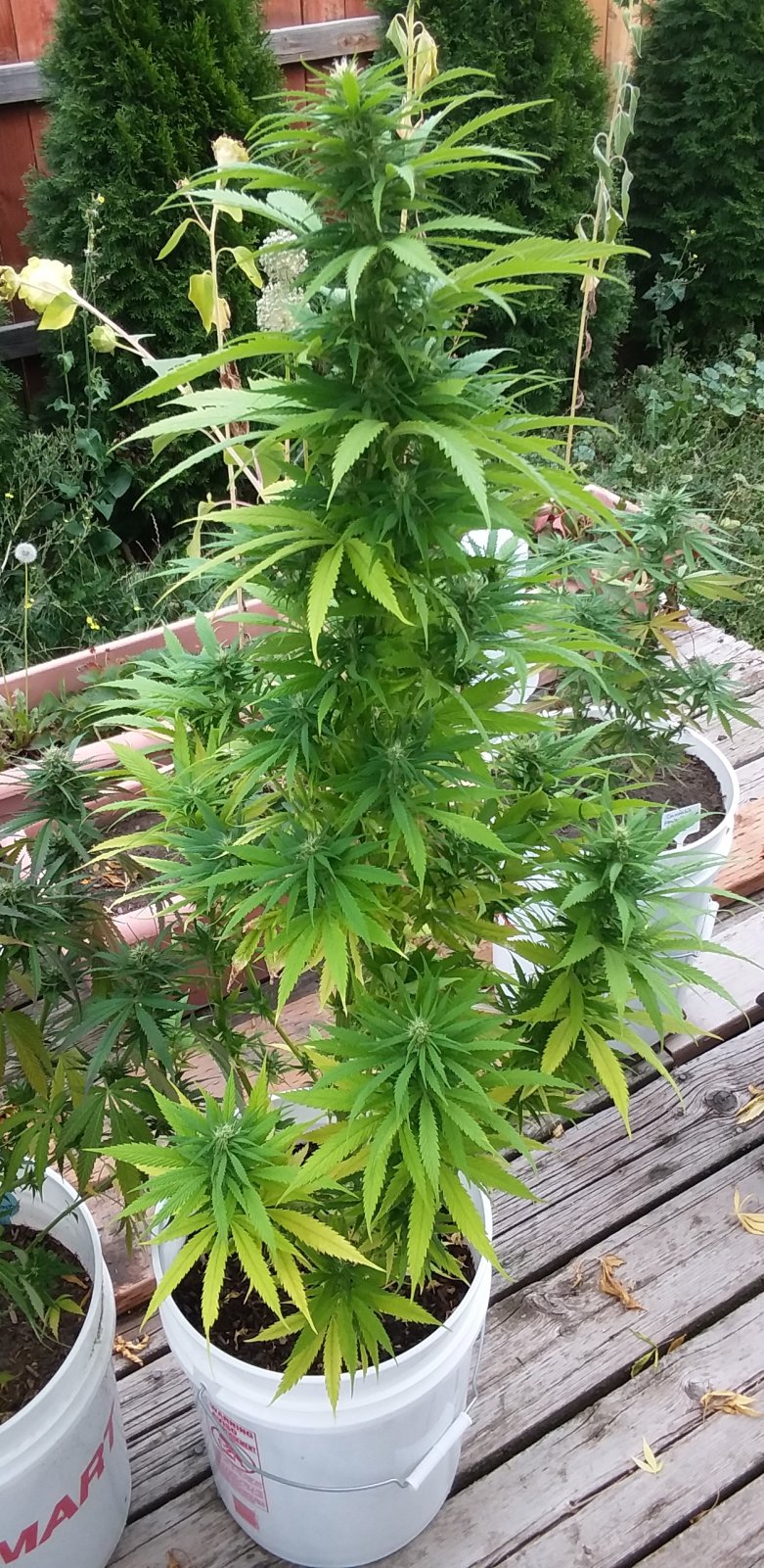 CP-Journal-Seedsman-PGC-Fem-47 - S02 - Pinky.jpg