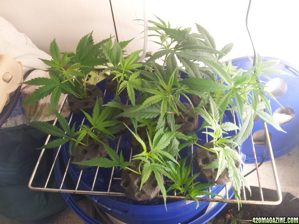 Crazy Crammed Corner - Exodus Cheese clones